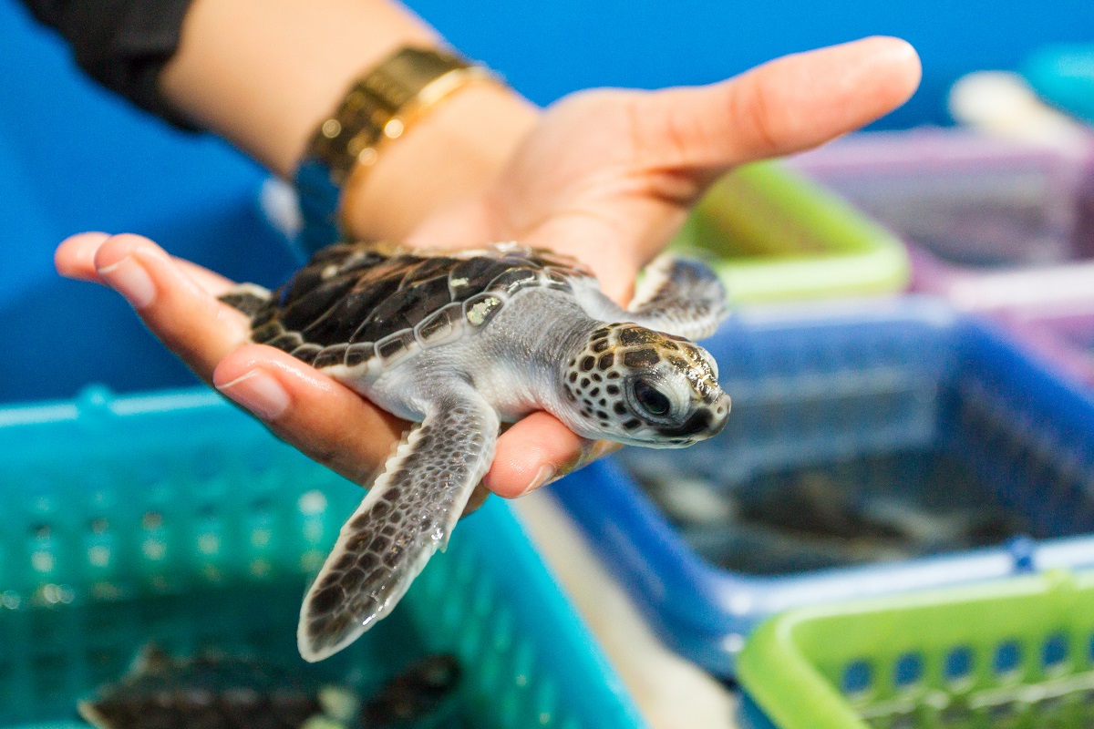 FAU | Sex and Sea Turtles: Climate Change, Sea Level Rise Impacts